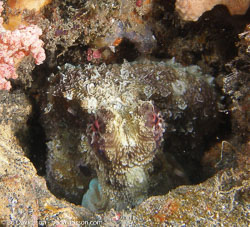 BD-080330-Lembeh-3302249-Amphioctopus-marginatus-(Iw-Takia-1964)-[Coconut-octopus].jpg